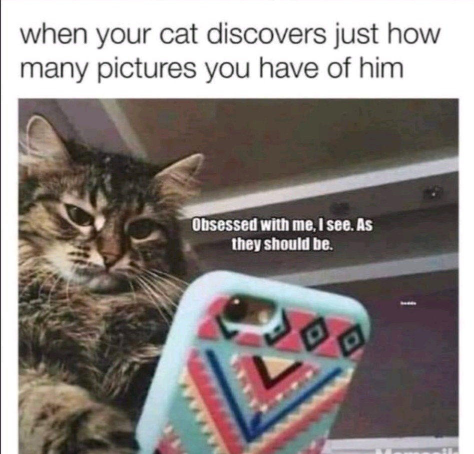 Catty - meme