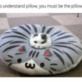 7th comment is a pillow cat