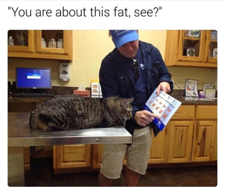 You fat f*** - meme