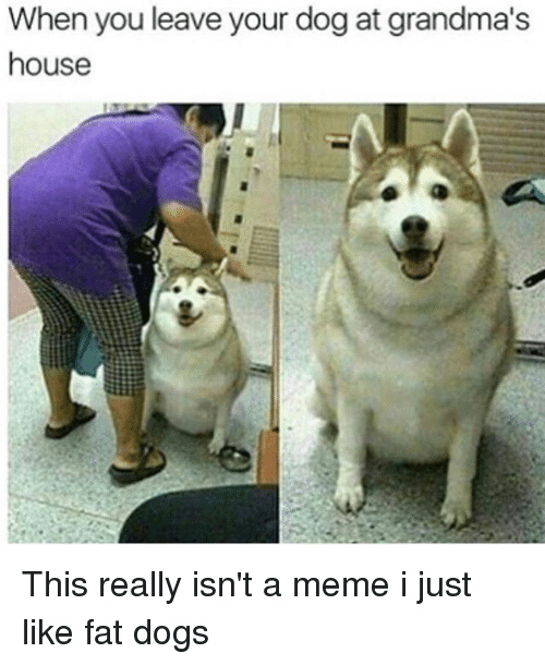Fat doggo - meme