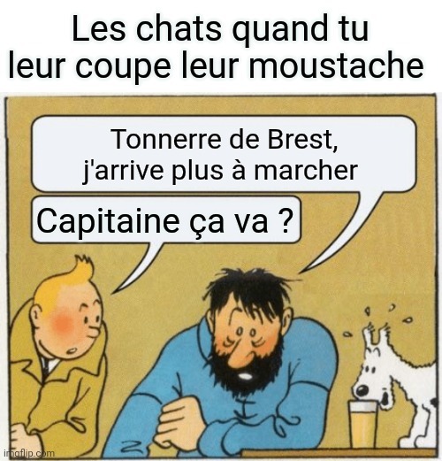 Voilà le meme promis sur Tintin (c'était pas celui que je voulais faire mais azy balec)