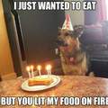 Dog birthday