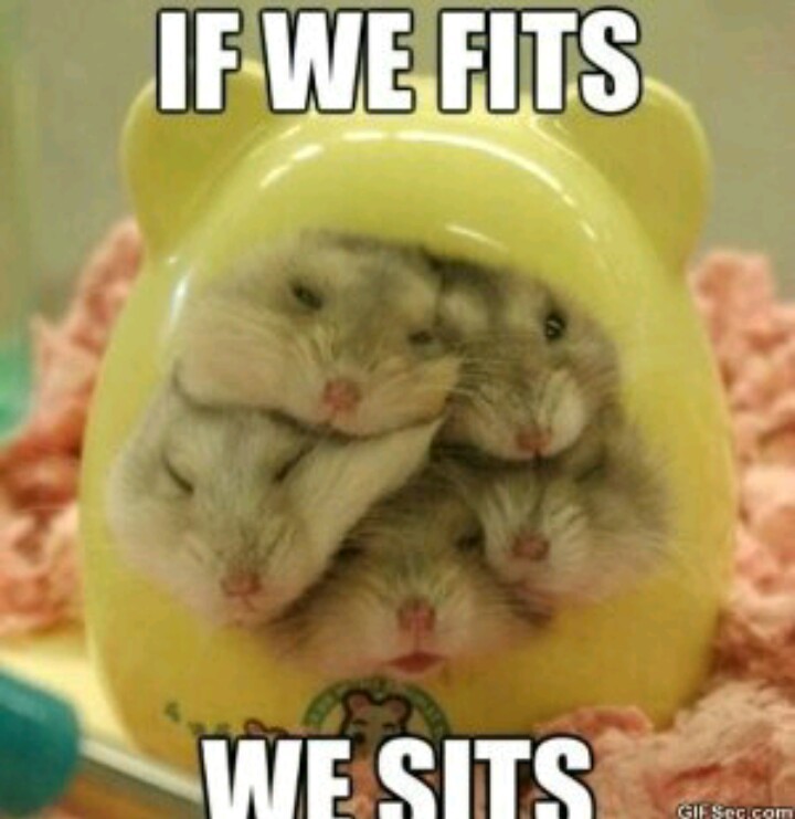 Hamsterinos - meme