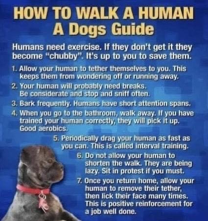 a dogs guide - meme