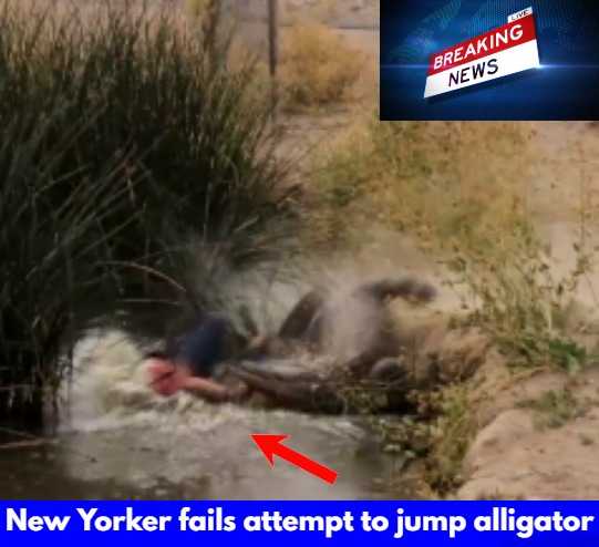 This took multiple screen shots to get the lower word scroll clear and readable in the picture, but you can see the guys hat in it well too, but what was this guy thinking? Get On Plane in New York, Hop Florida Sanctuary Fence, Ride Alligator, lol. - meme