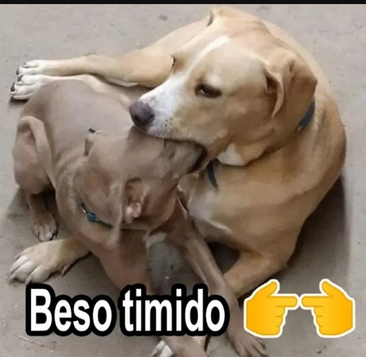 XD - meme