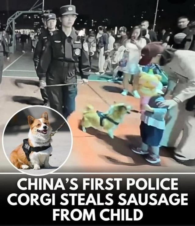 ﻿CHINA’S FIRST POLICE CORGI STEALS SAUSAGE FROM CHILD