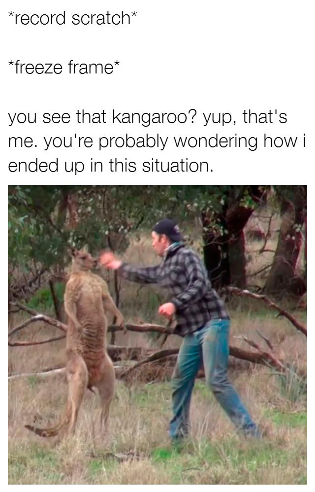 Grab the kangaroo penis - meme