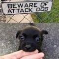Cuidado con el ataque del perro