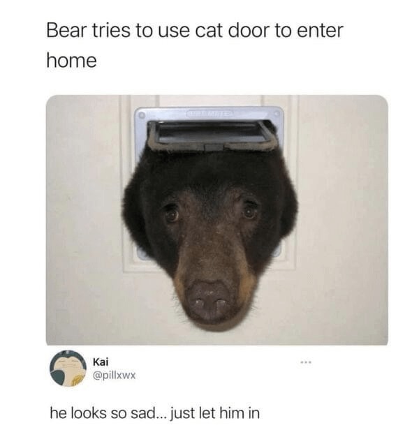 Bears are so chill, you can't change my mind - meme