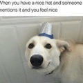 nice hat doggo