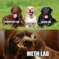 Do you like labs