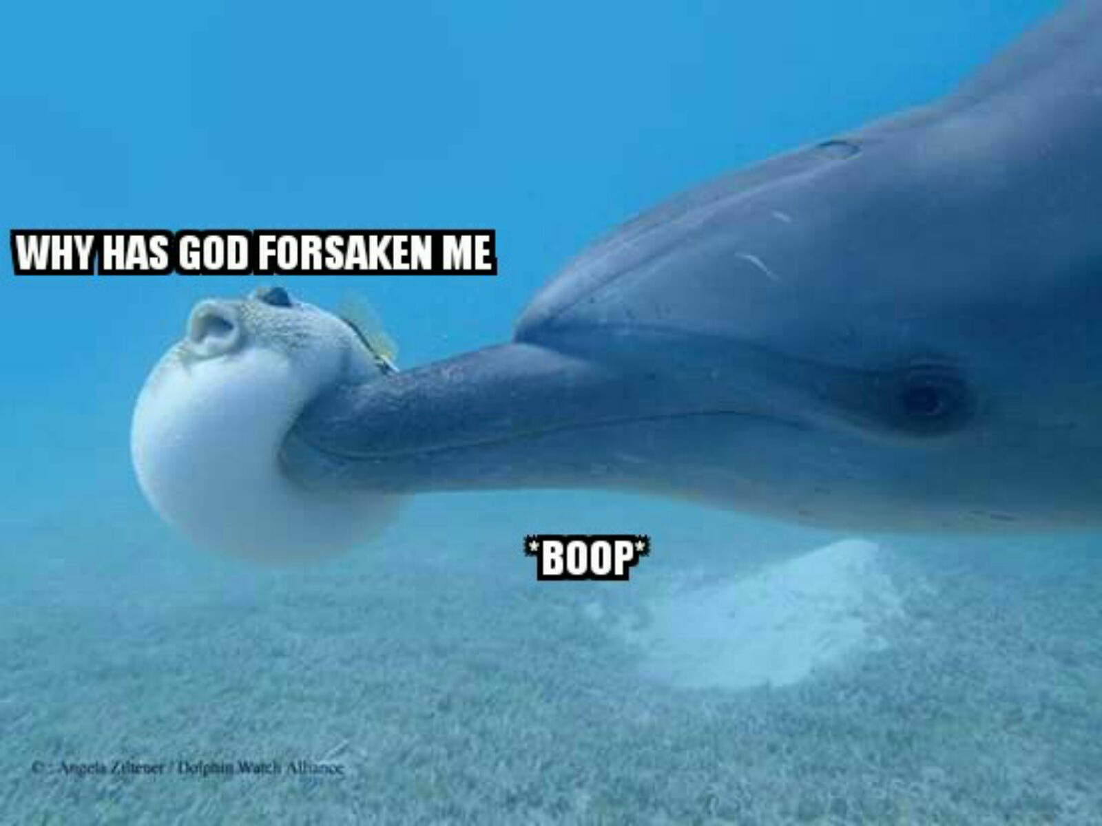 *Boop* - meme