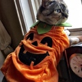 Pumpkin Cat :3