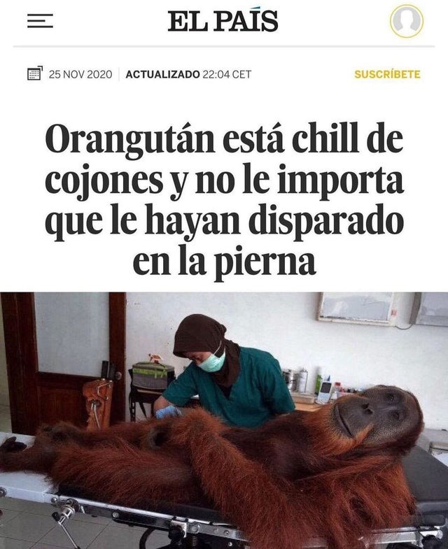 Gran titular de un orangután - meme