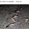 All aboard the nope rope
