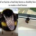 Chubby bee to make you feel better