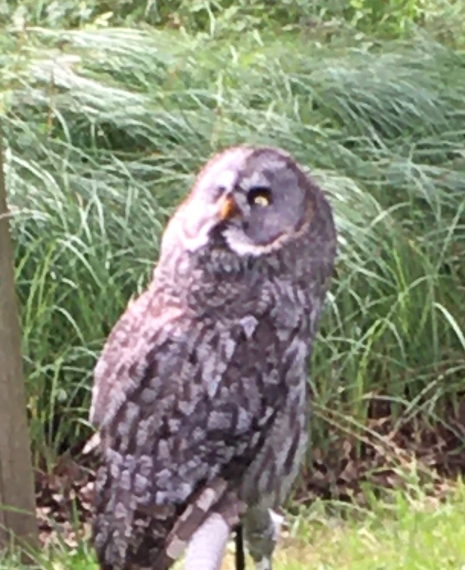 just a picture of an owl I took do whatever with it - meme