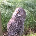 just a picture of an owl I took do whatever with it