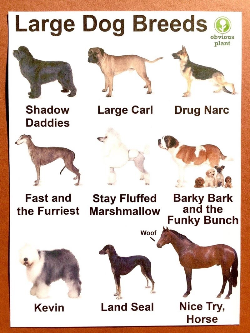 Doggo breed names - meme