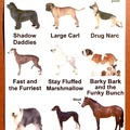 Doggo breed names
