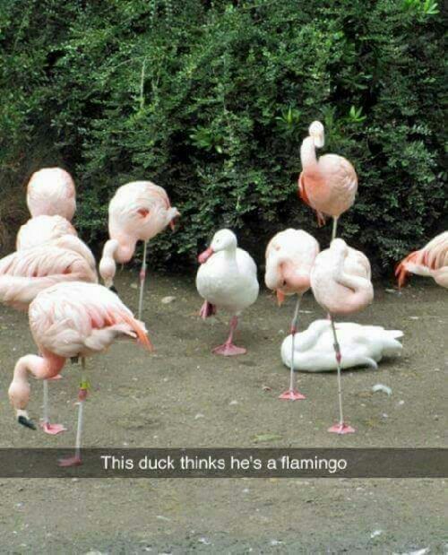Duckmingo - meme