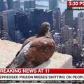Depressed pigeon misses shitting on people