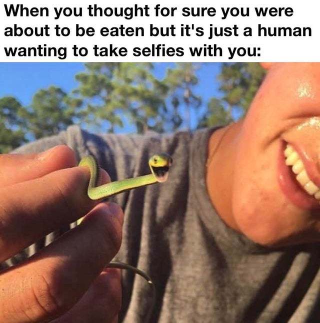 The best selfies memes  Memedroid