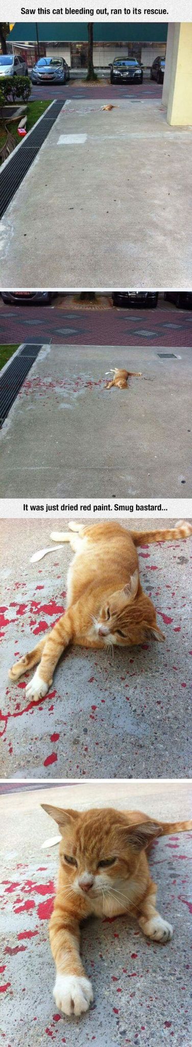 stupid cat ... - meme