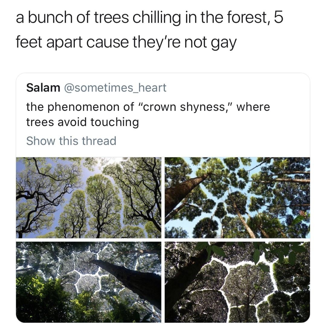 Good thing nobody's putting chemicals in the water that turn the friggin trees gay - meme