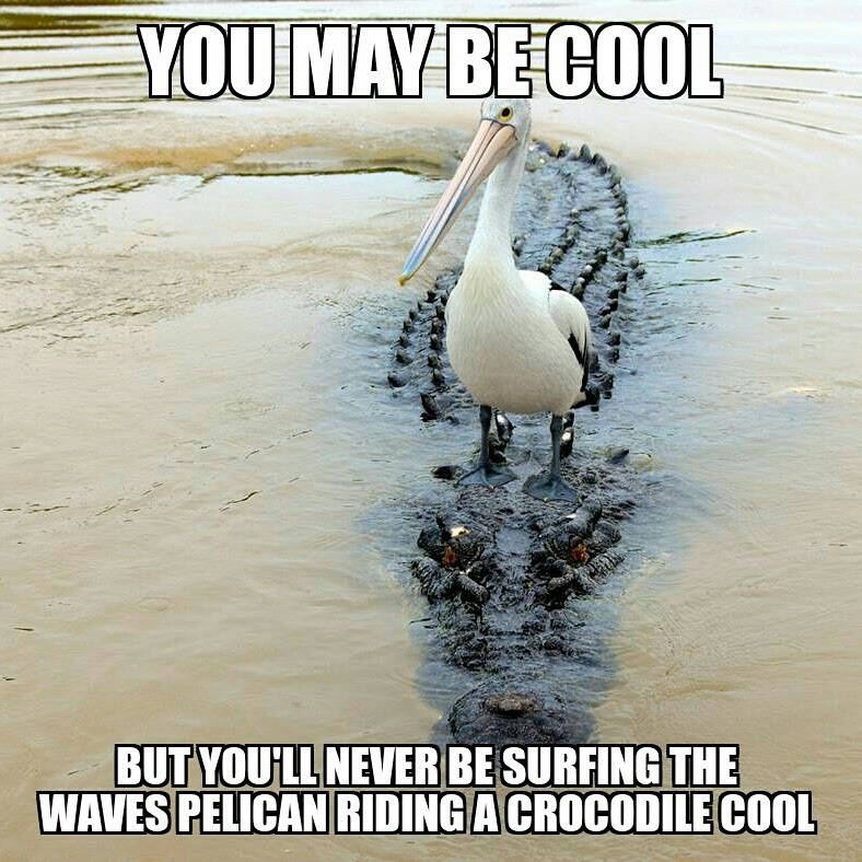 Just chillin' on me croc. - meme