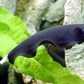 black ghost knifefish