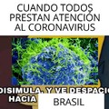 Yaravirus