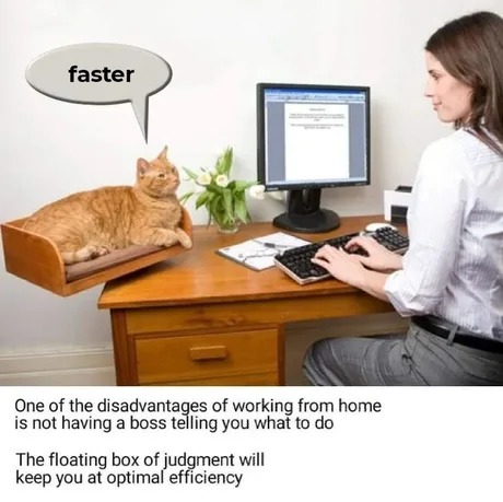 Get a cat to increase efficiency - meme