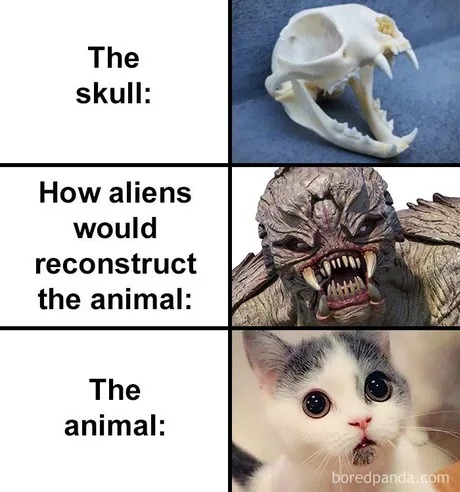 It was a cat, just a cat - meme