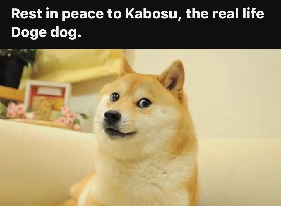 aww RIP Doge - meme