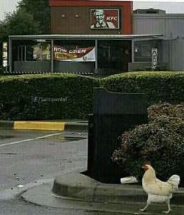 Un poulet qui va au KFC, que va t'il se passé ? - meme