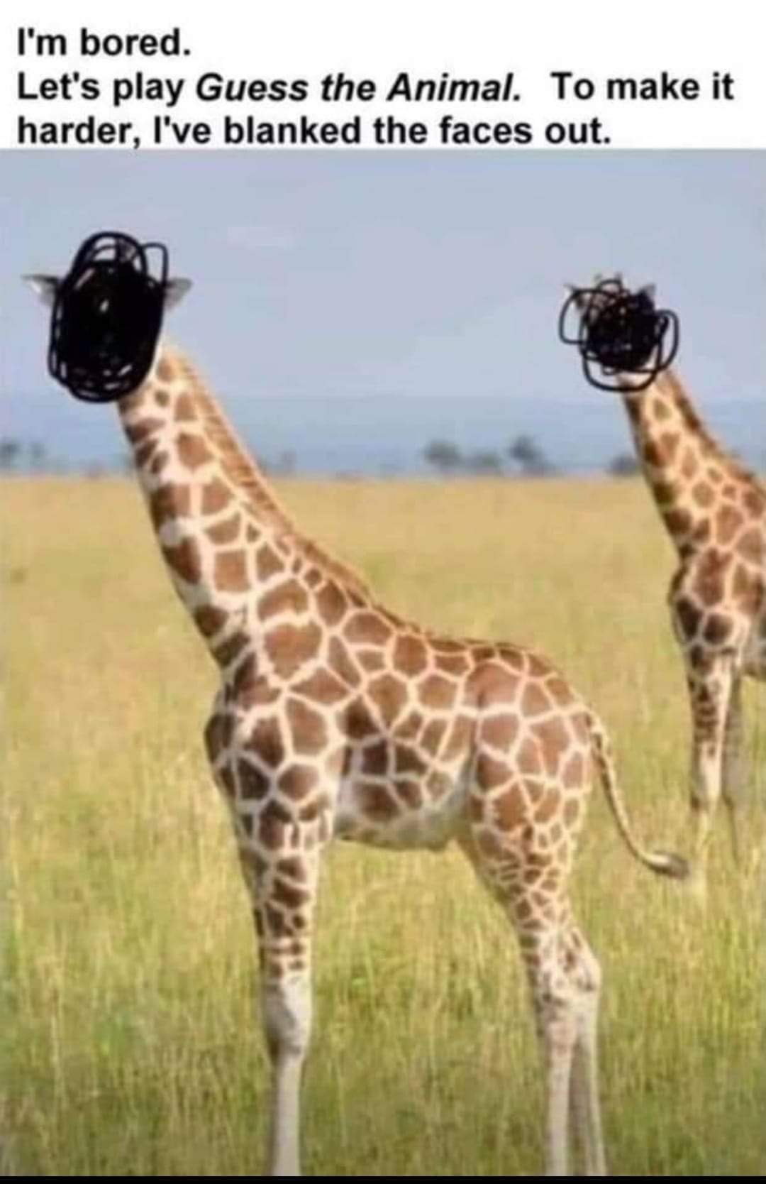 No they are not giraffes - meme