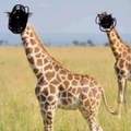 No they are not giraffes