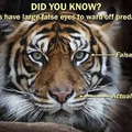 Tiger lore