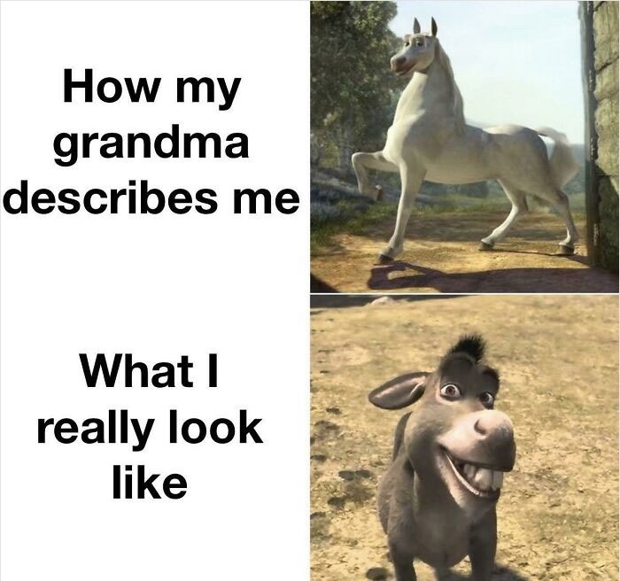 Staring Donkey  Know Your Meme