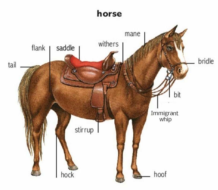 Конь части слова. Части лошади. Тема лошадь. Части тела лошади для детей. Части лошади на английском.
