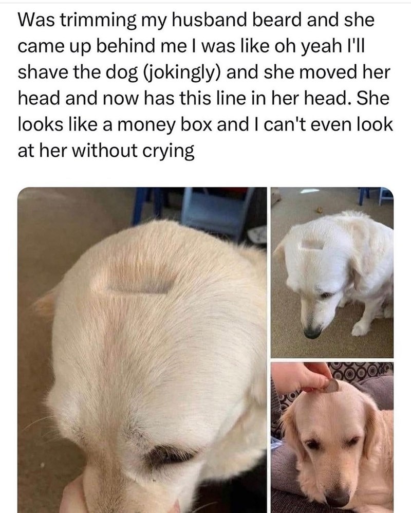 doggo gets a haircut - meme