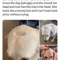 doggo gets a haircut