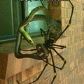 For the people who have arachnophobia.