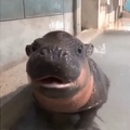 If ur having a bad day, here is a baby hippo