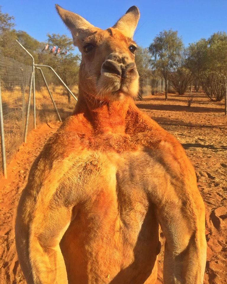 This is what male kangaroos actually look like - meme