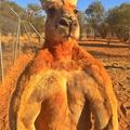 This is what male kangaroos actually look like