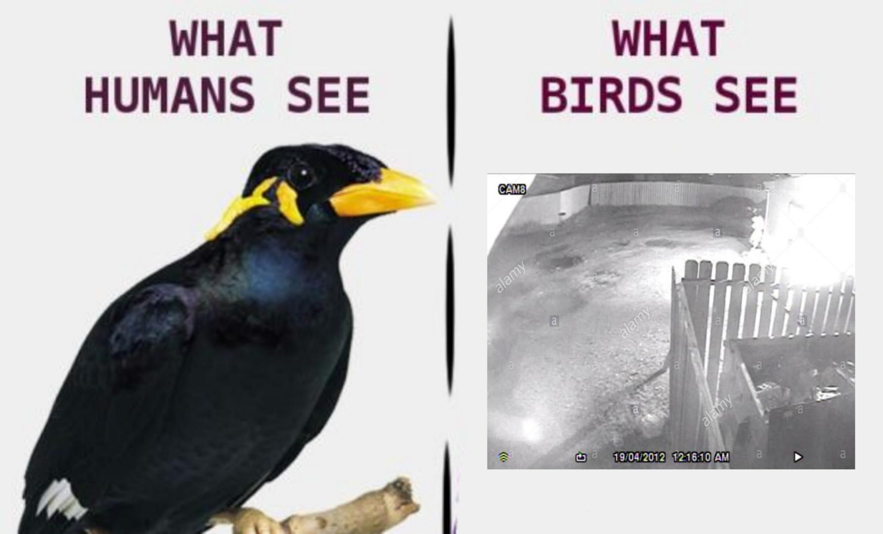 Birds. Aren't. REAL. - meme