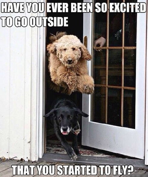 My dog would literally go through the door... - meme